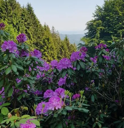 Bellavista